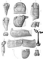 Illustration of fossils of various organs and stages of development of the Silurian-Early Devonian eurypterid ("sea scorpion") Erettopterus The Eurypterida of New York plate 82.jpg