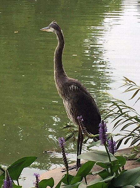 File:The Sentry - Great blue heron in Prospect Park.jpg