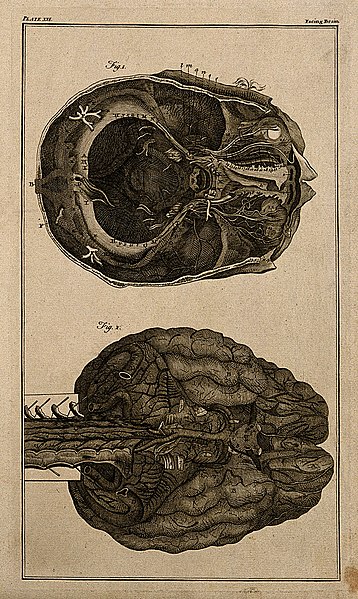 File:The brain, after Haller and Ridley. Engraving, 18th century. Wellcome V0007858ER.jpg