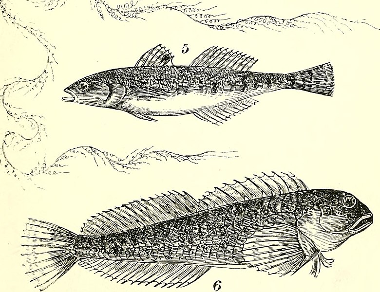 File:The common objects of the sea shore - including hints for an aquarium (1860) (14763585194).jpg