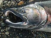 The kype of a spawning male salmon The kype of a spawning male salmon.jpg