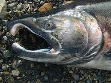 Kype of a spawning male salmon The kype of a spawning male salmon.jpg