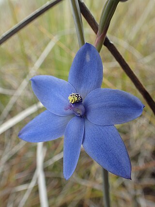 <i>Thelymitra crinita</i> Species of orchid