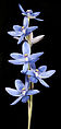 Thelymitra crinita