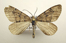 Thera cognata.jpg