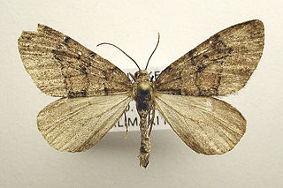 <i>Thera cognata</i> Species of moth