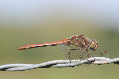 Sympetrum striolatum