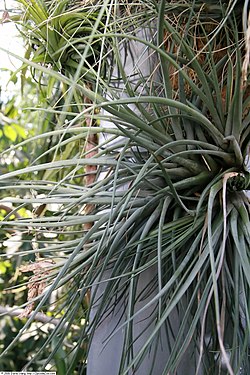 Tillandsia rhomboidea 1zz.jpg