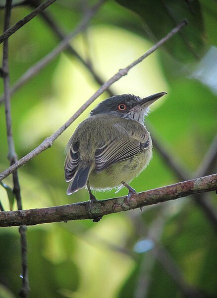 File:Todirostrum maculatum Espatulilla manchada Spotted Tody-Flycatcher (18580706165).jpg