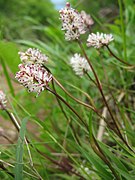 花茎に小型の葉がつく。