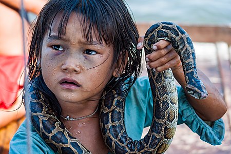 An little girl making money for her family by posing with a snake in a water village of Tonle Sap Lake, Cambodia