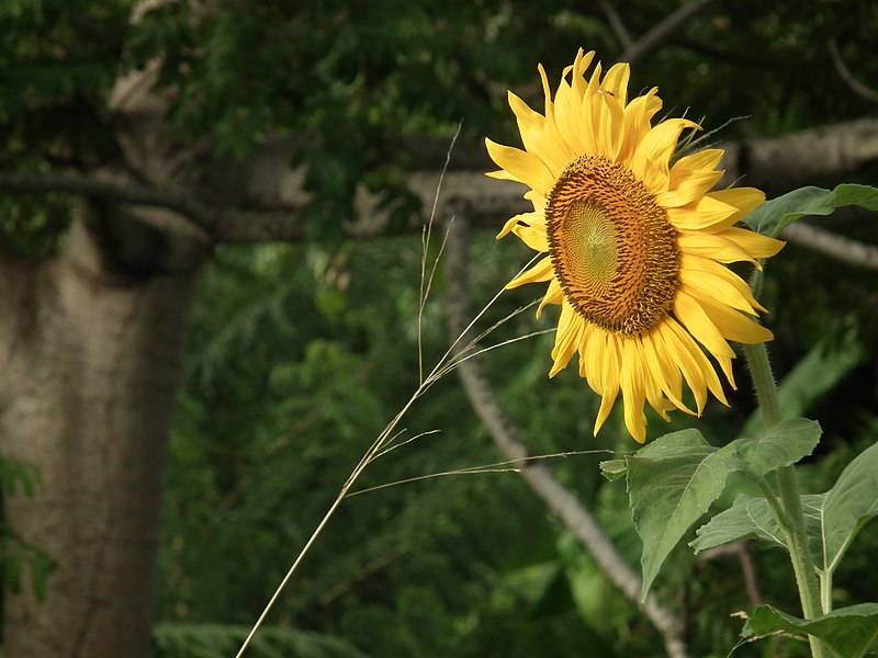 File:Tournesol en martinique.JPG