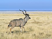   ♂ Tragelaphus strepsiceros