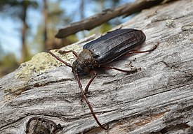 Nahkuri (Tragosoma depsarium)