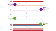 Thumbnail for Transcription-mediated amplification