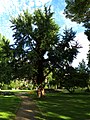 Tree In The Park - panoramio.jpg