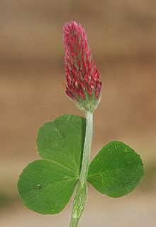 Trifolium incarnatum 050606.jpg