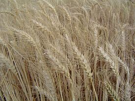 triticum duro