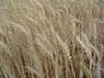 Triticum (Tarwe)