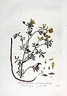 Trigonella corniculata — Flora Batava — Volume v3.jpg