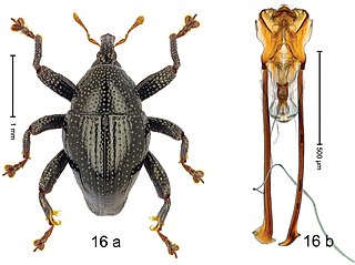 <i>Trigonopterus cirripes</i> Species of beetle