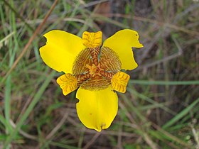 Trimezia juncifolia (Klatt) Benth. & Hook. f., em Brasília