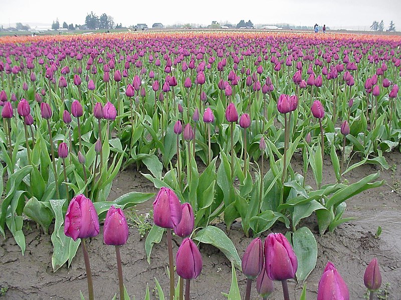 Tulipa – Wikipédia, a enciclopédia livre