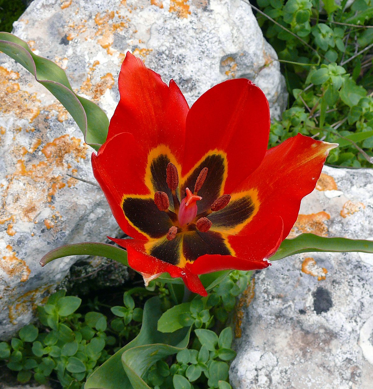 Primeros Tulipanes De Estepa De Primavera Entre Las Espinas Secas