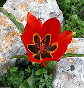 Tulipa agenensis