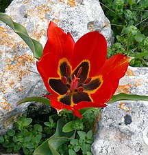 צבעוני ההרים Tulipa agenensis (צלם: אני וצחי אבנור)