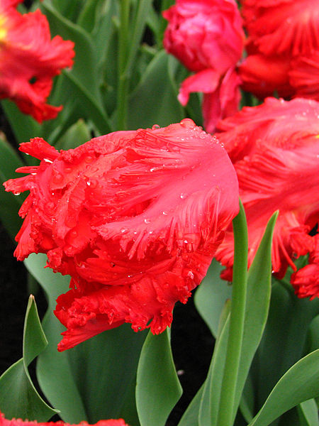 File:Tulipa (parrot, red cultivar) 01.JPG