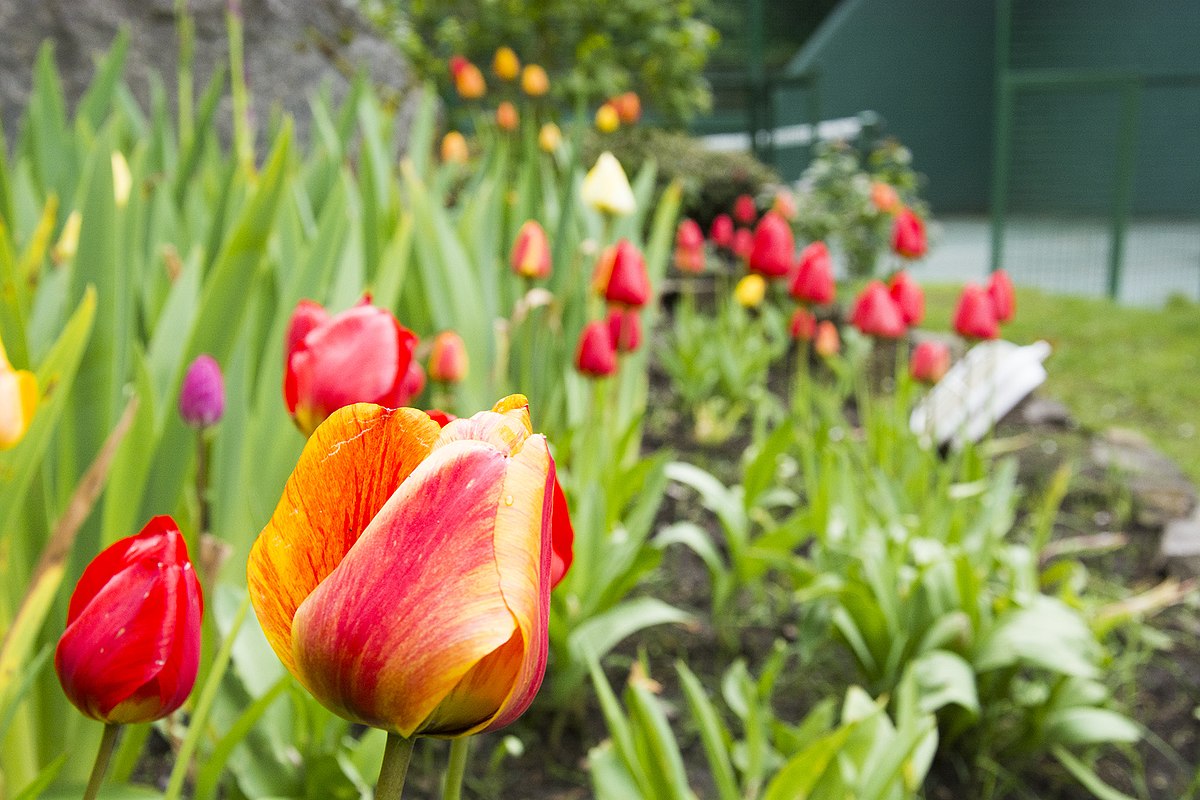 Como cuidar tulipanes
