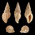 * Nomination Shell of a marine Philippine gastropod, Turehua viva --Llez 06:16, 20 May 2012 (UTC) * Promotion Good quality. --NorbertNagel 08:35, 20 May 2012 (UTC)