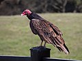 * Nomination Turkey vulture (Cathartes aura) on a fence in Santa Rosa, California --Rhododendrites 00:20, 19 February 2018 (UTC) * Promotion  Support - Looks good to me. -- Ikan Kekek 06:10, 19 February 2018 (UTC)