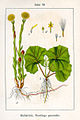 Tussilago farfara (as syn. Tussligo generalis) vol. 13 - plate 52 in: Jacob Sturm: Deutschlands Flora in Abbildungen (1796)