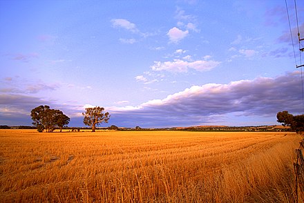 Wheat fields at Nuriootpa. Agriculture is a large industry for the state.