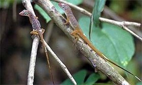 Two Anolis pogus on a branch.jpg