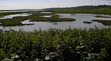 The scrape on Two Tree Island, seen from the hide