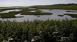 Two Tree Island (Ilha das Duas Árvores)