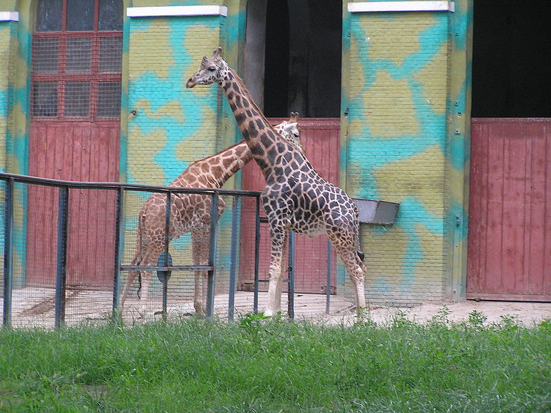 File:Two giraffes.JPG