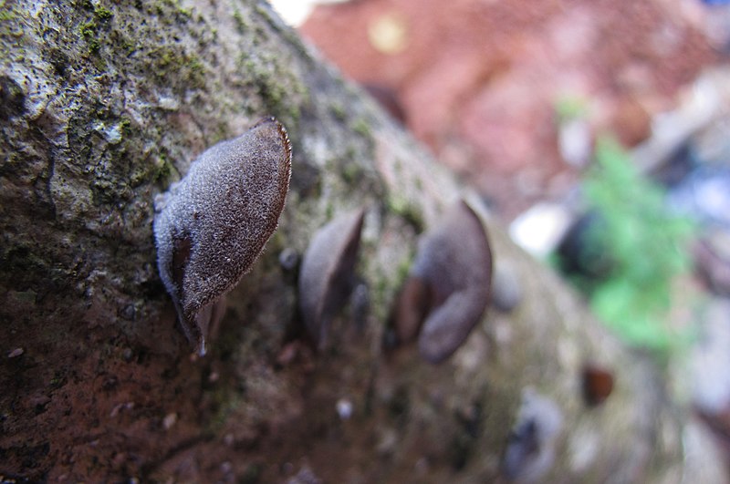 File:Unidentified fungi 8050.jpg