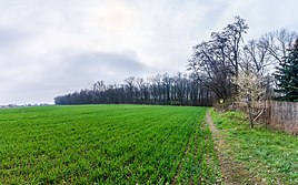 Reußener Wäldchen in Unterreußen. Flächenhaftes Naturdenkmal RG 003