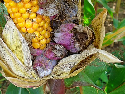 Ustilago maydis Habitus