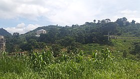 Vegetation auf dem Monte Fébé