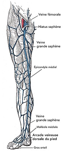 Vignette pour Veine grande saphène