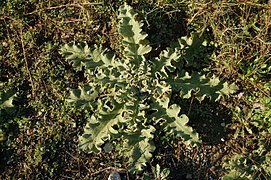 autumn rosette of Verbascum sinuatum