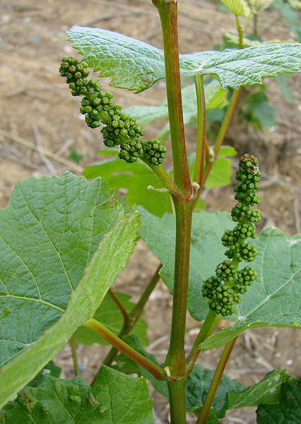 Developing inflorescences of Vitis vinifera
