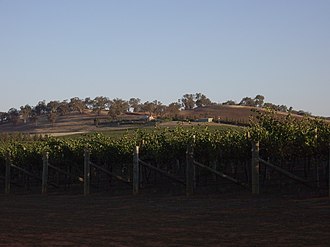 A vineyard situated in Tumblong Vineyard - Riverina (1).jpg