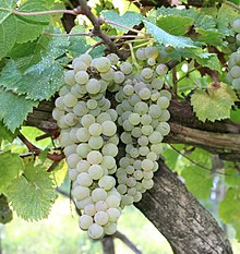 Pecorino of Arquata del Tronto Vitigno Pecorino di Arquata del Tronto - Grappoli d'uva.jpg