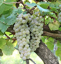 Vitigno Pecorino di Arquata del Tronto - Grappoli d'uva.jpg